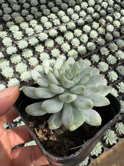 多肉植物 あおりんごにしき 50株セット 2.5号鉢 品番AD00163