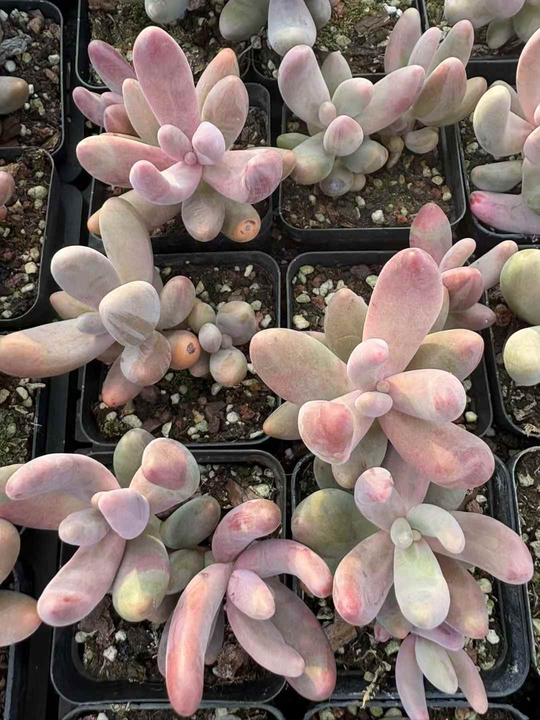 多肉植物 くれないゆび 50株セット 2.5号鉢 品番AD00119