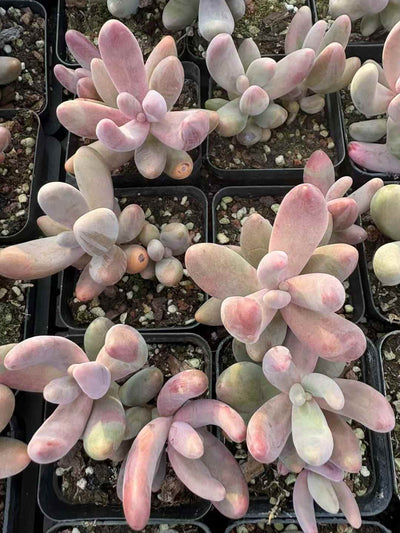 多肉植物 くれないゆび 50株セット 2.5号鉢 品番AD00119