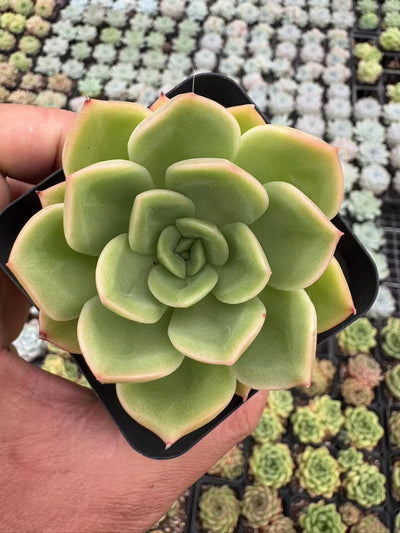 多肉植物 おうごんよう 50株セット 2.5号鉢 品番AD00051