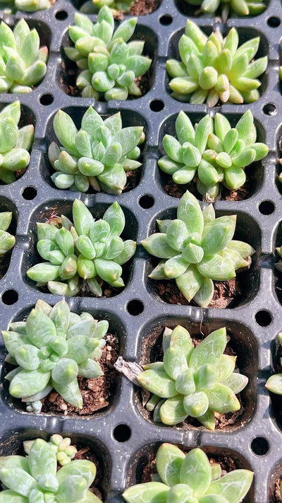 多肉植物 センカラー 105株セット 品番AH00008