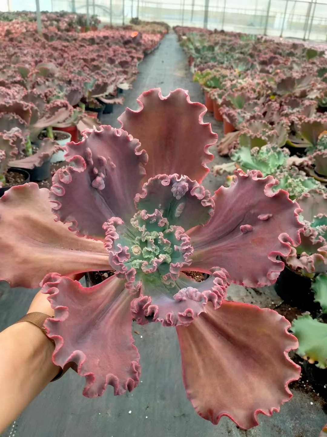 多肉植物 ダンシャク 8株セット 6号鉢 品番ZG00015