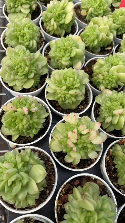 多肉植物 ヒョウスイ 50株セット 2号鉢 品番AE00041