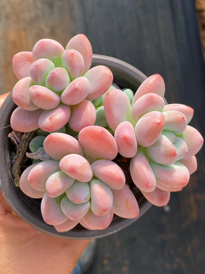 多肉植物 ルオシェン 18株セット 3号鉢 品番AA00134