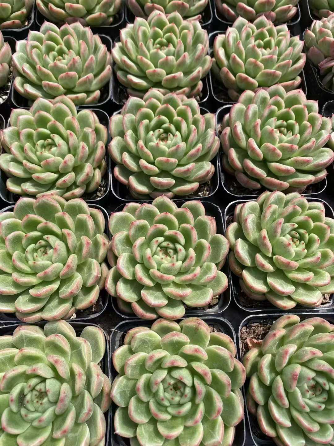 多肉植物 ボクヨウジン 54株セット 2.5号鉢 品番AF00059