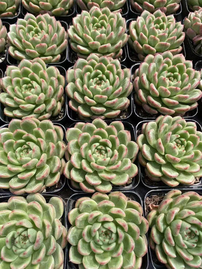 多肉植物 ボクヨウジン 54株セット 2.5号鉢 品番AF00059