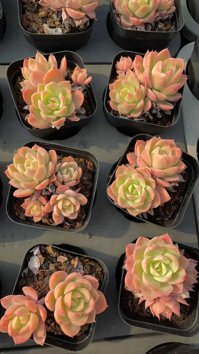 多肉植物 シルクメンシャ 50株セット 2.5号鉢 品番AE00021