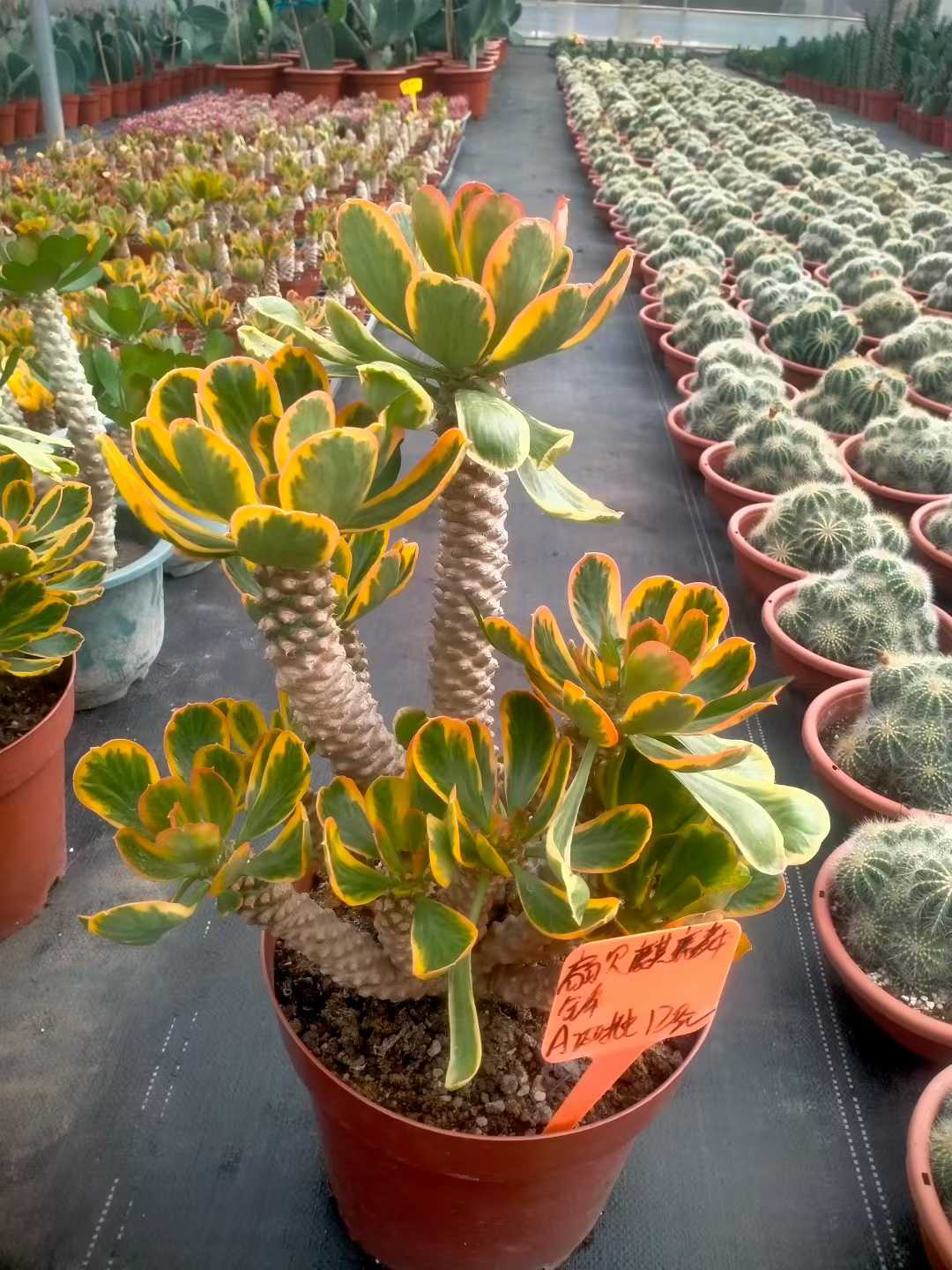 多肉植物 ホタテキリンニシキ 6株セット 9号鉢 品番ZG00028