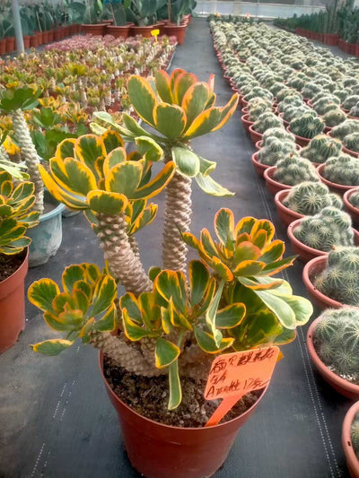 多肉植物 ホタテキリンニシキ 6株セット 9号鉢 品番ZG00028