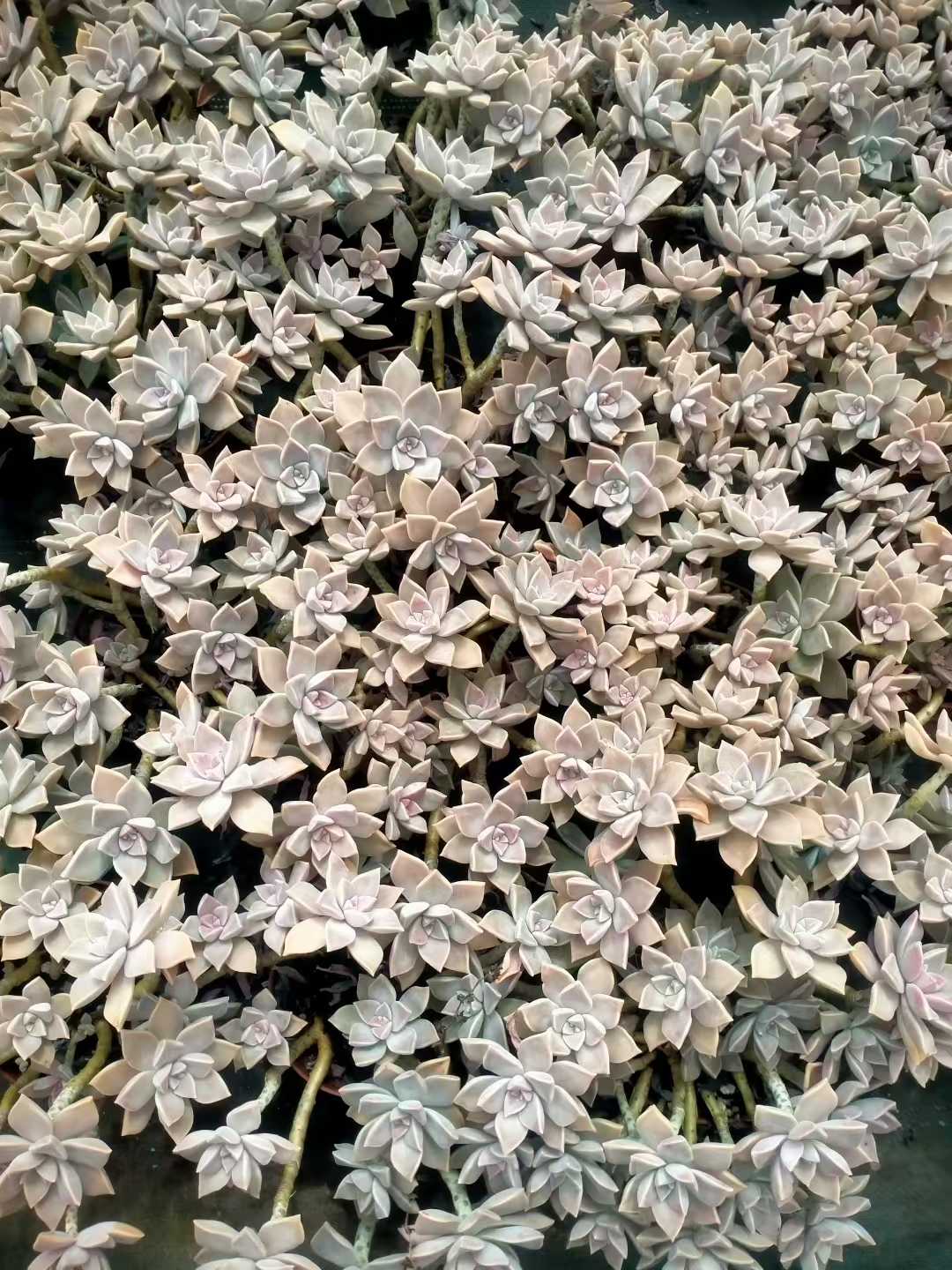多肉植物 ロウゲツ 12株セット 5号鉢 品番ZG00011