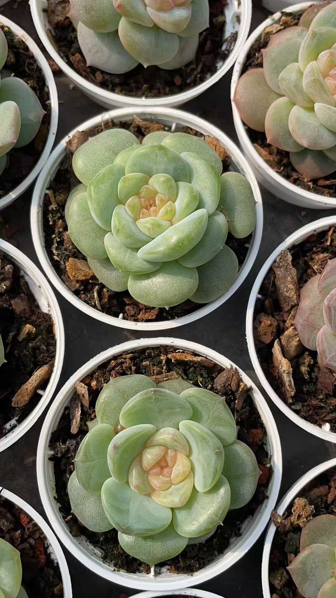 多肉植物 トウシンジェニー 50株セット 2号鉢 品番AE00044