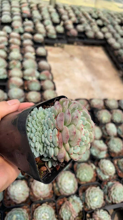 多肉植物 ハクフトコツイカ 50株セット 2.5号鉢 品番AE00012