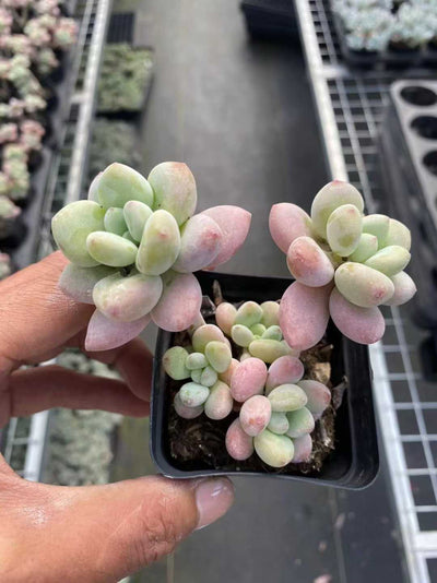 多肉植物 ロシンムラグン 54株セット 2.5号鉢 品番AF00031
