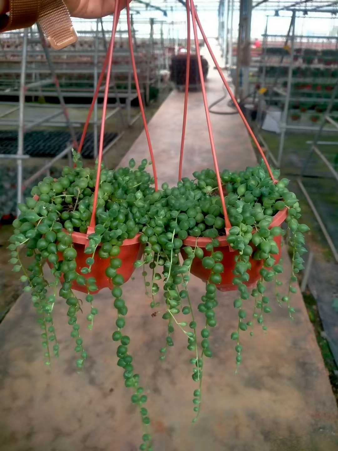 多肉植物 エンジュショウチョウボン 24株セット 4号鉢 品番ZG00057