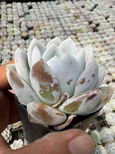 多肉植物 こうが 50株セット 2.5号鉢 品番AD00199