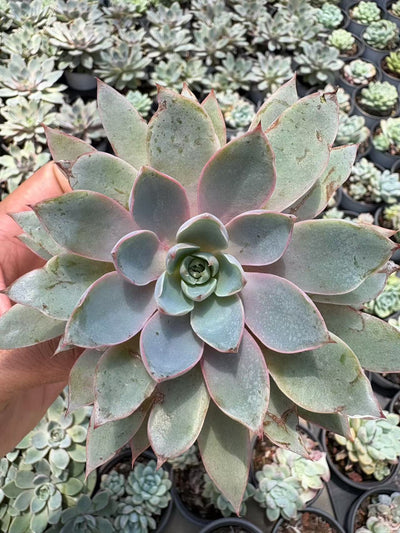 多肉植物 ヘラ 36株セット 3号鉢 品番AD00173