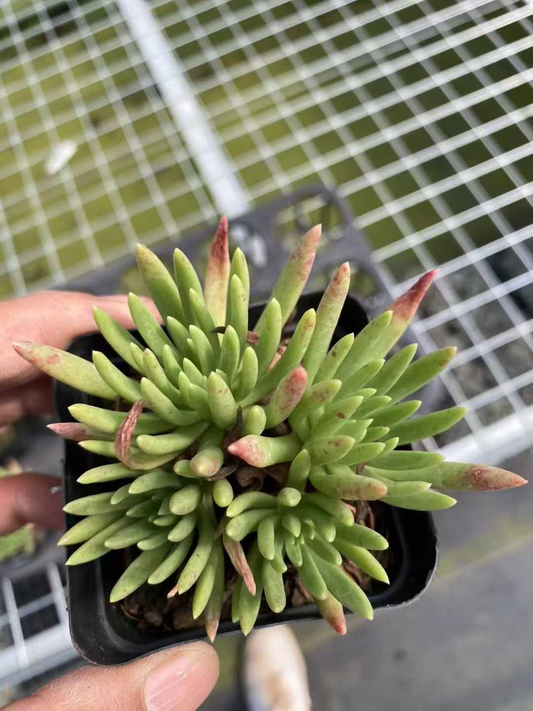 多肉植物 ウィスシンダグン 54株セット 2.5号鉢 品番AF00028