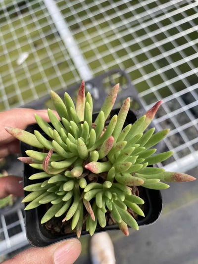 多肉植物 ウィスシンダグン 54株セット 2.5号鉢 品番AF00028