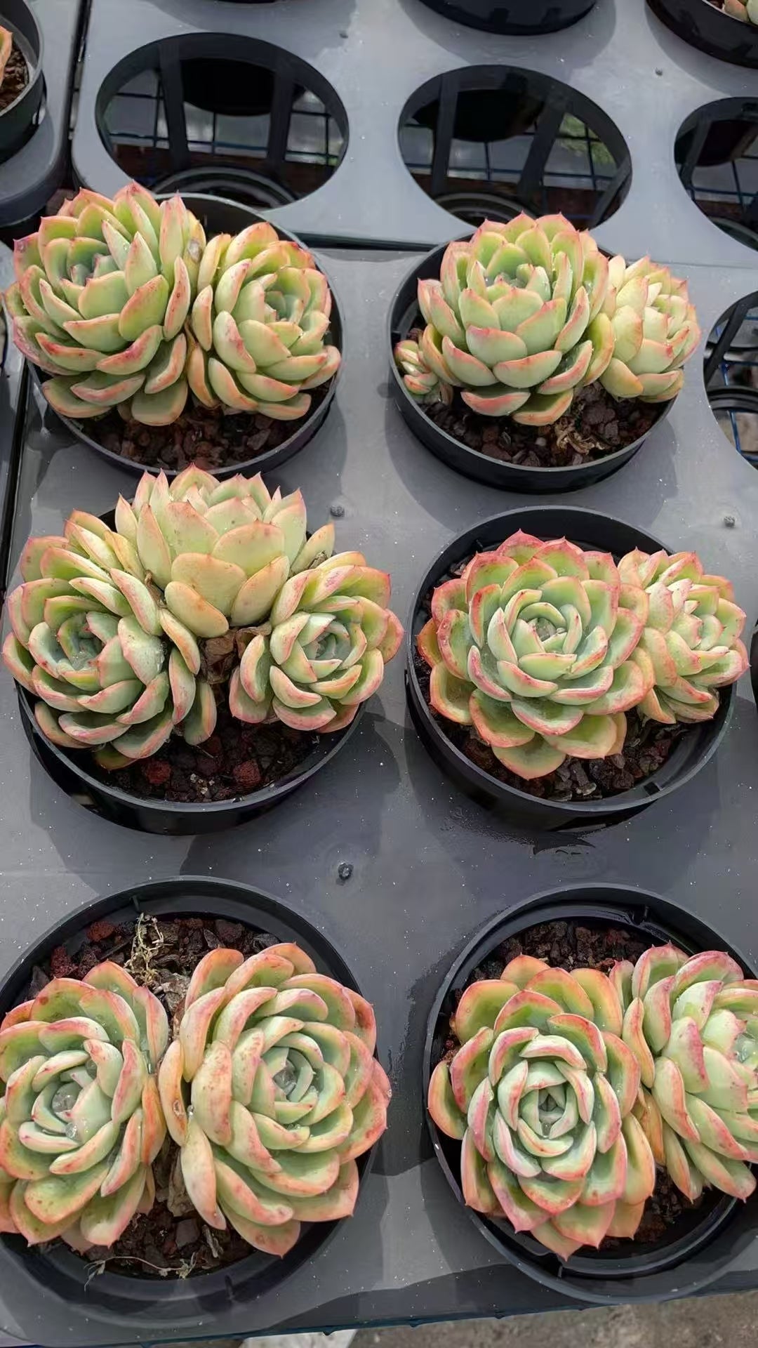 多肉植物 シンロソウトウ 15株セット 4号鉢 品番AE00037