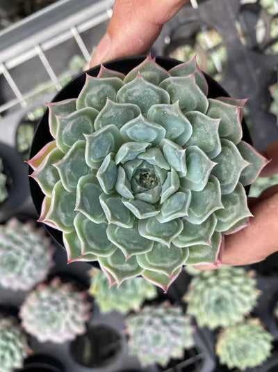 多肉植物 コブザイ 35株セット 3号鉢 品番AF00024