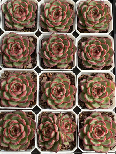 多肉植物 モンブラン 24株セット 2.5号鉢 品番AA00128