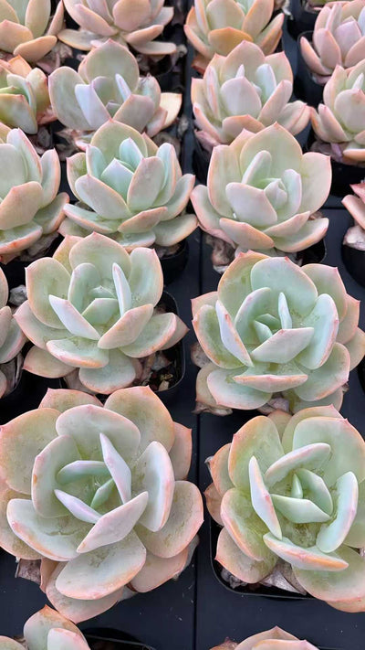 多肉植物 ハクホウ 50株セット 2.5号鉢 品番AE00009