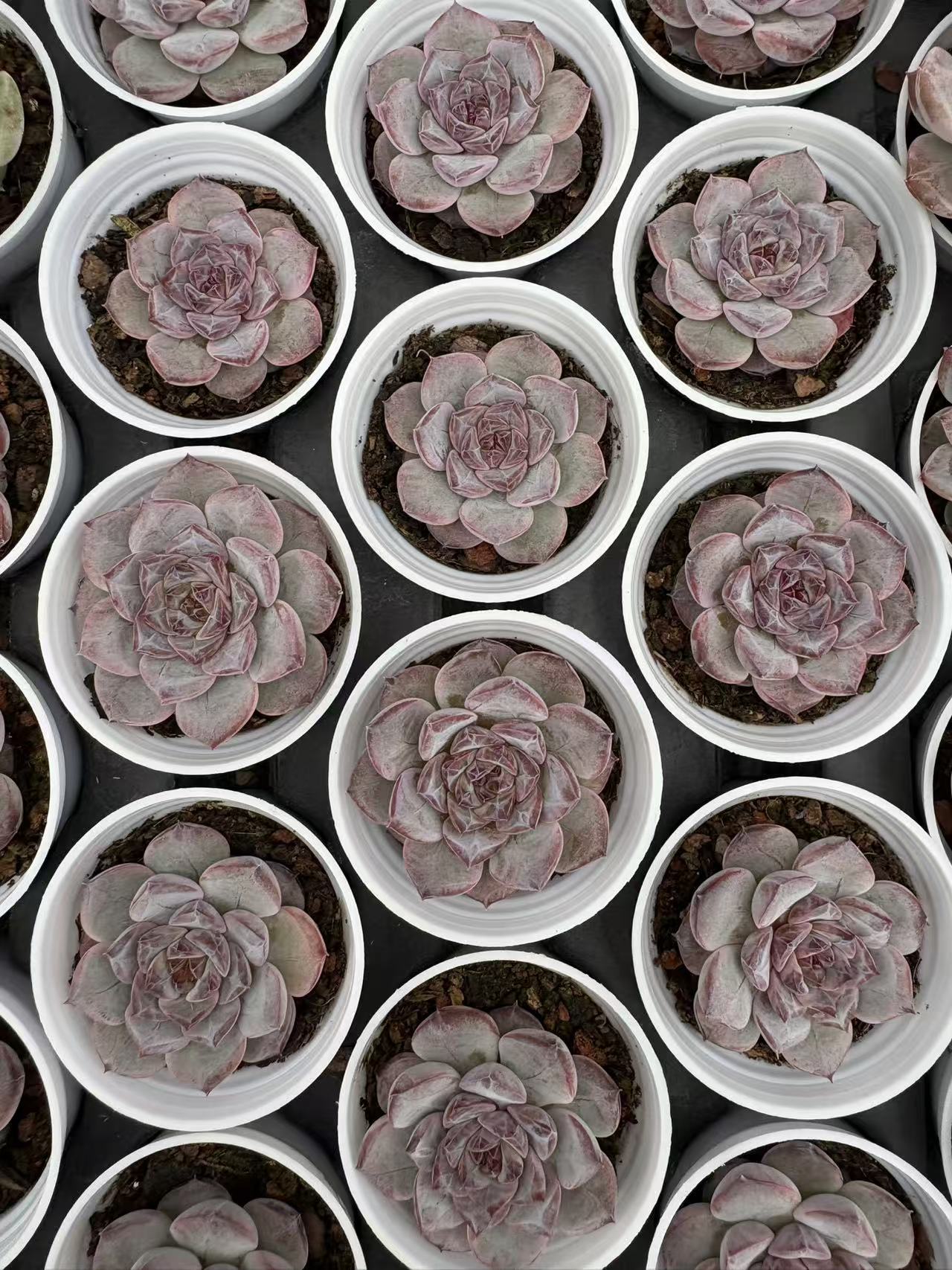 多肉植物 シリウススター 50株セット 2号鉢 品番AD00007