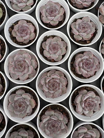 多肉植物 シリウススター 50株セット 2号鉢 品番AD00007