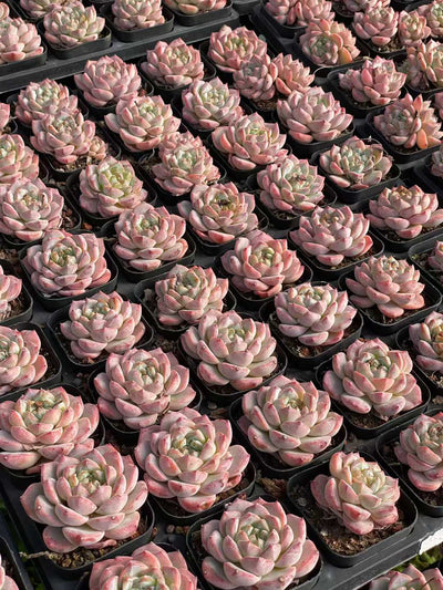 多肉植物 ピンクダイヤ 50株セット 2.5号鉢 品番AA00170