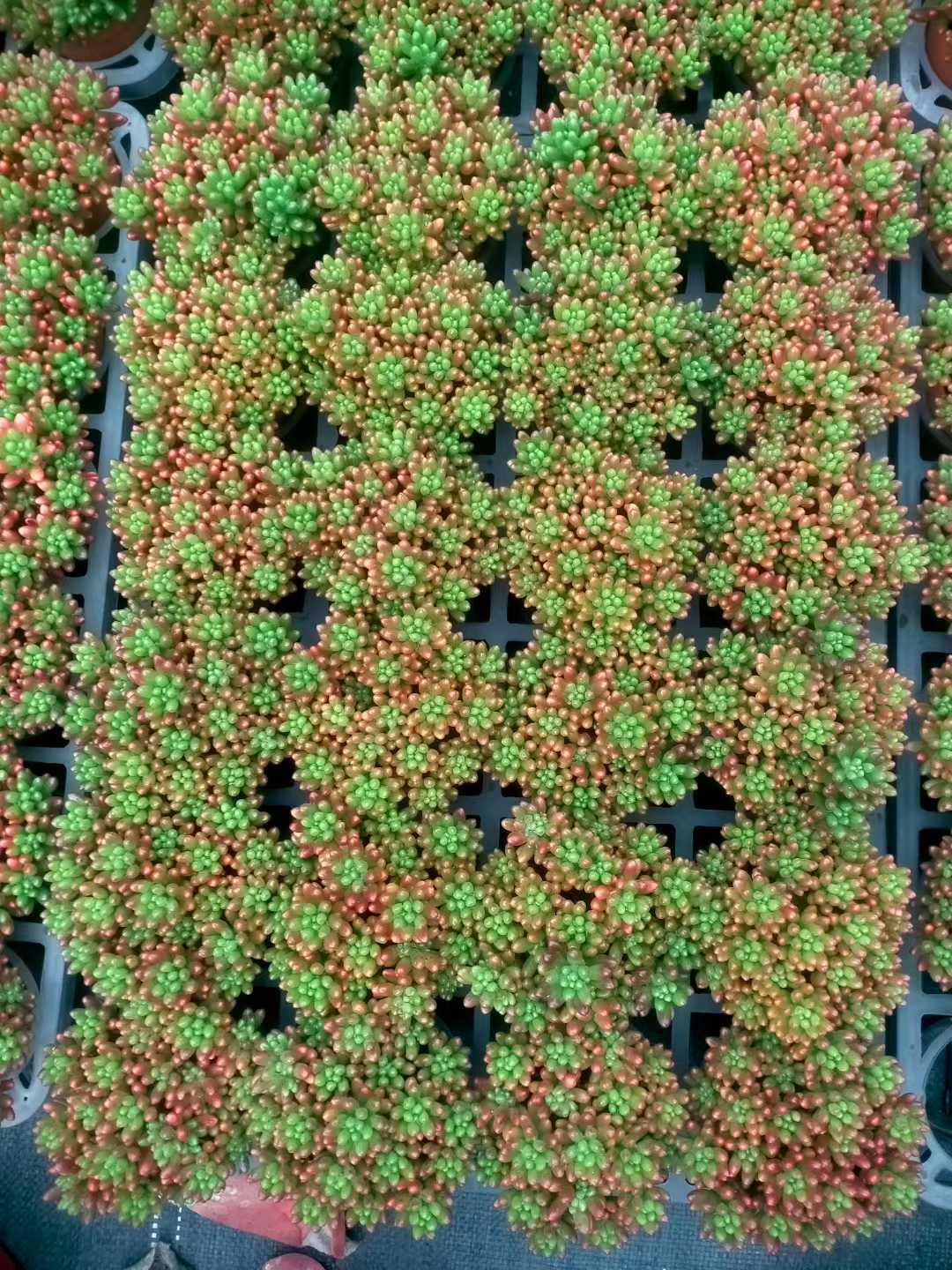 多肉植物 ニジノタマ 35株セット 3号鉢 品番ZG00034