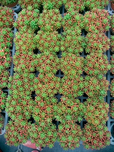 多肉植物 ニジノタマ 35株セット 3号鉢 品番ZG00034