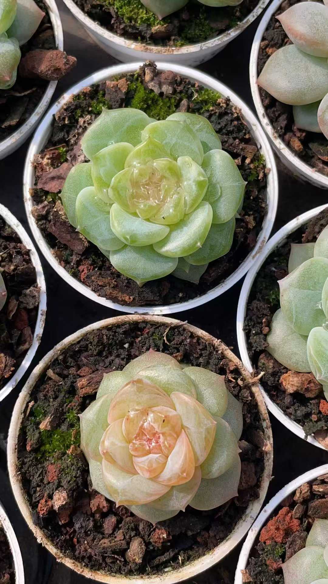 多肉植物 トウシンジェニー 50株セット 2号鉢 品番AE00044