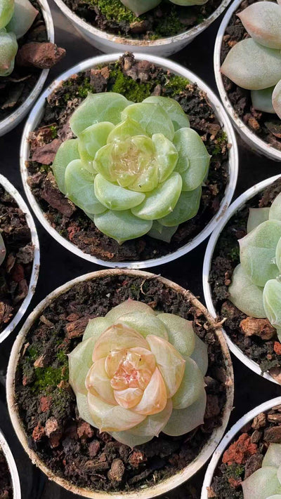 多肉植物 トウシンジェニー 50株セット 2号鉢 品番AE00044