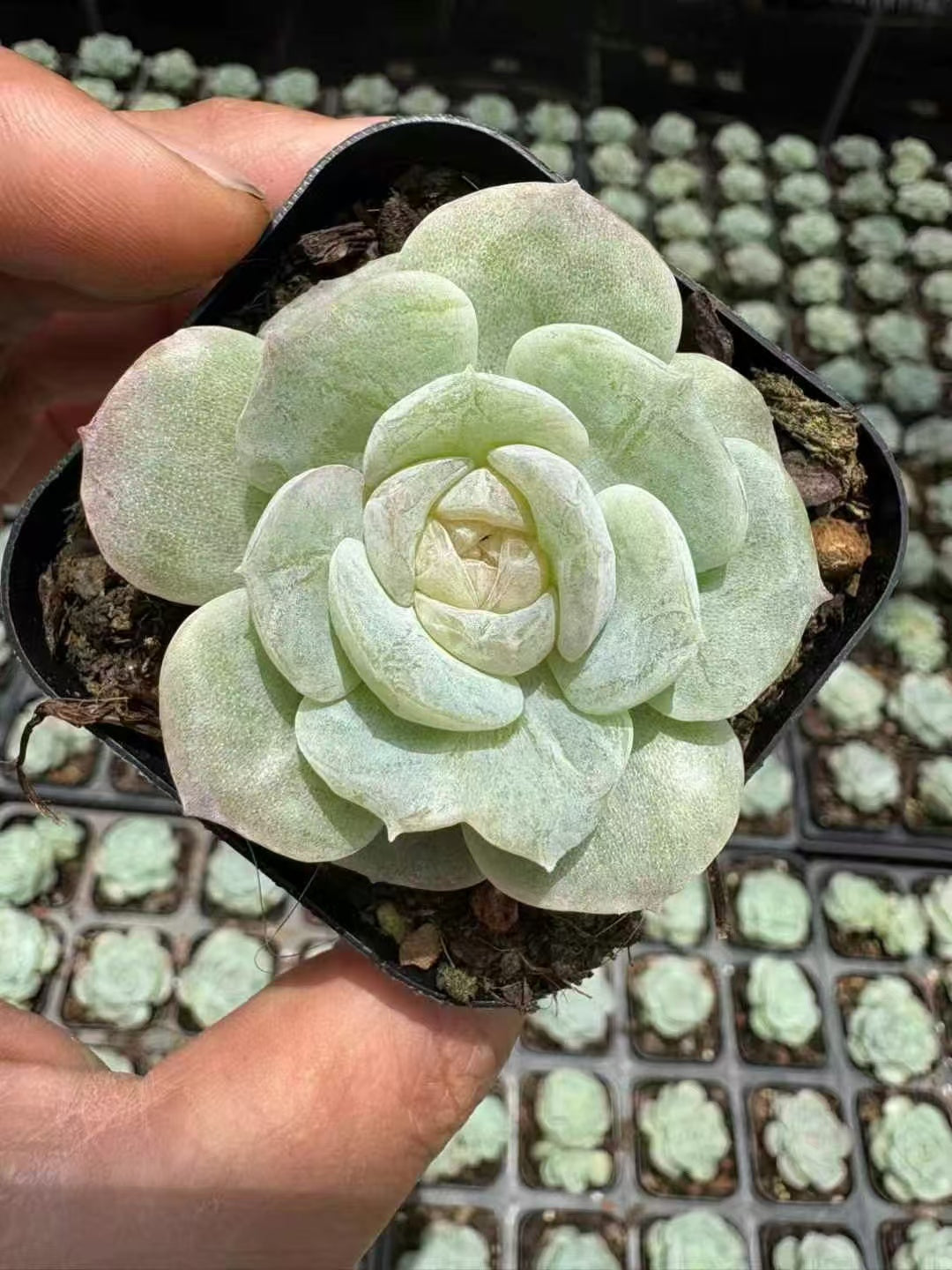 多肉植物 こおりきさき 50株セット 2.5号鉢 品番AD00110