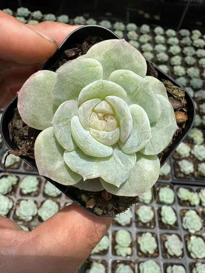 多肉植物 こおりきさき 50株セット 2.5号鉢 品番AD00110