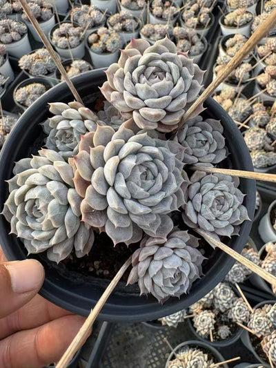 多肉植物 マリベル 15株セット 4号鉢 品番AD00154