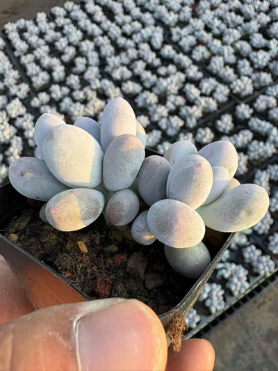 多肉植物 だんご 50株セット 2.5号鉢 品番AD00242