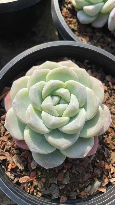 多肉植物 ヒョウギョク 8株セット 6号鉢 品番AE00055