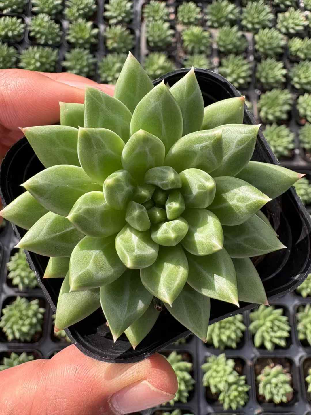 多肉植物 こうこつぶん 50株セット 2.5号鉢 品番AD00182