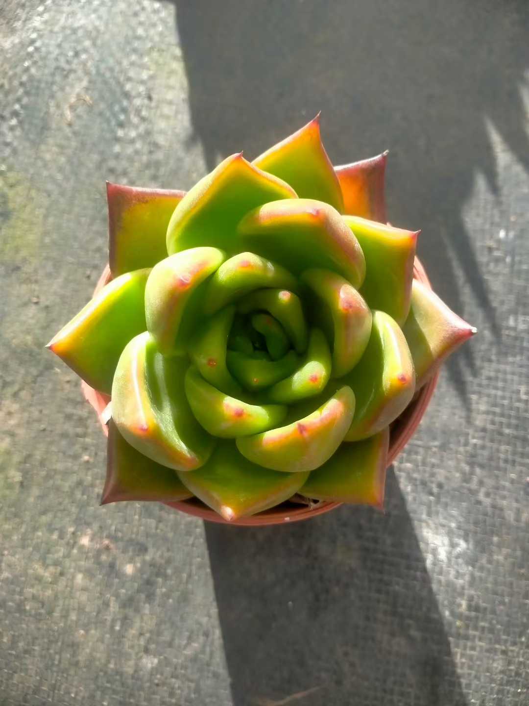 多肉植物 トウウンザ 35株セット 3号鉢 品番ZG00071