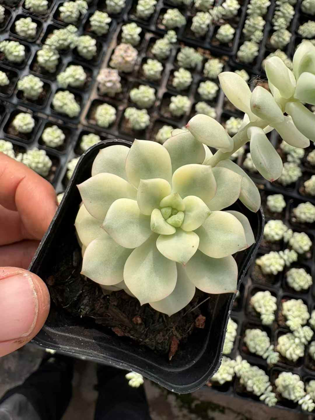 多肉植物 タンゴにしき 50株セット 2.5号鉢 品番AD00043