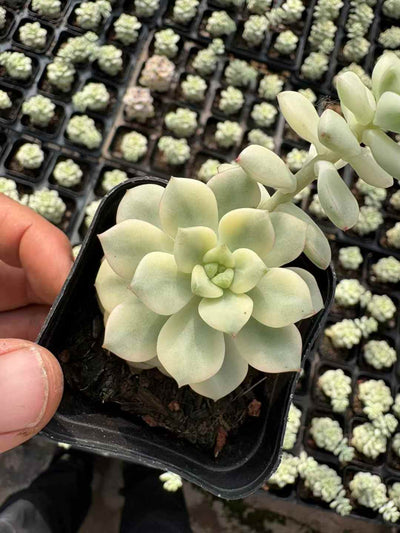 多肉植物 タンゴにしき 50株セット 2.5号鉢 品番AD00043