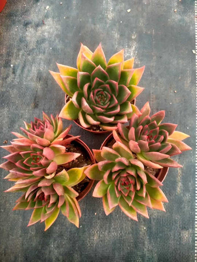 多肉植物 ショウシャキヘイ 24株セット 4号鉢 品番ZG00047