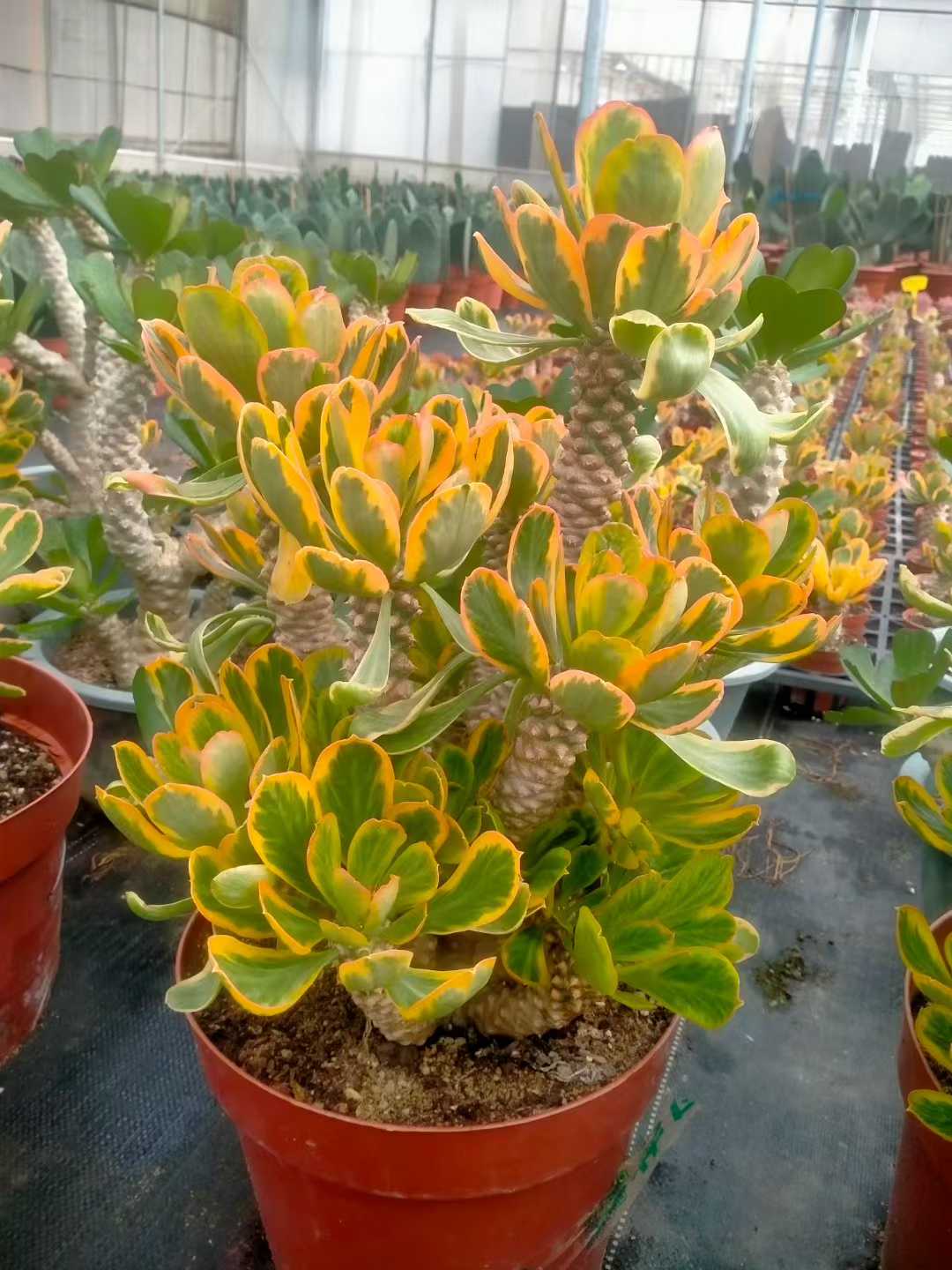 多肉植物 ホタテキリンニシキ 6株セット 9号鉢 品番ZG00028