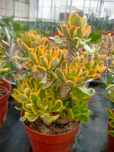 多肉植物 ホタテキリンニシキ 6株セット 9号鉢 品番ZG00028