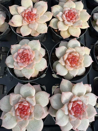 多肉植物 つつじ 50株セット 2号鉢 品番AD00180