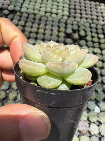 多肉植物 ローズゴールド 50株セット 2号鉢 品番AD00016