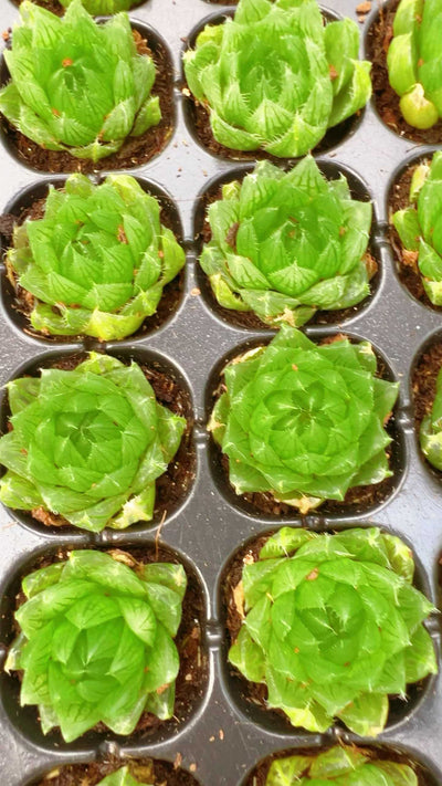 多肉植物 サクラクリスタル 105株セット 品番AH00025