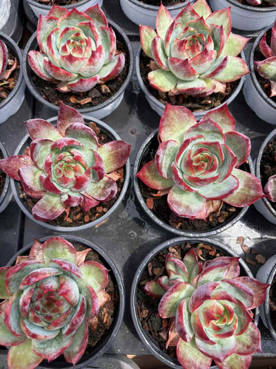 多肉植物 きょうこうせんし 18株セット 3号鉢 品番AD00217