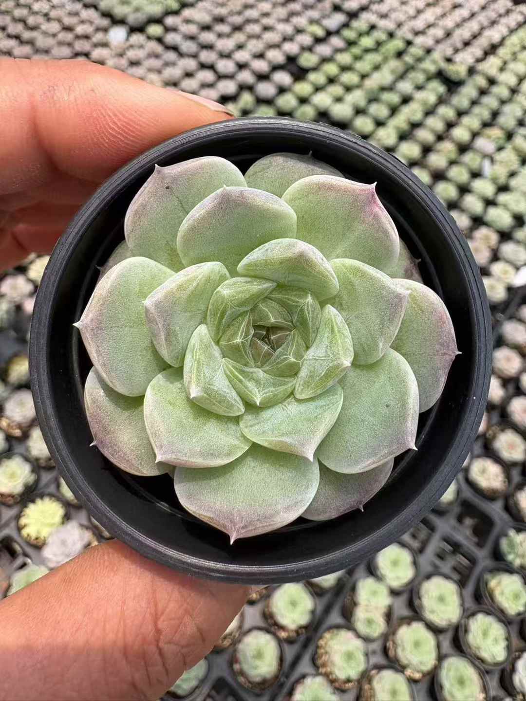 多肉植物 ユーカリ 70株セット 2号鉢 品番AD00002